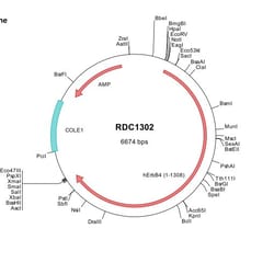 R&D Systems™ Human ErbB4/Her4 (NP_005226) VersaClone cDNA