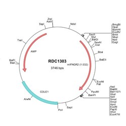 R&D Systems&trade;&nbsp;Mouse IFN-gamma R2 (NP_032364) VersaClone cDNA