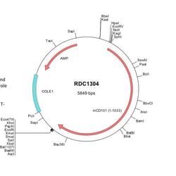 R&D Systems&trade;&nbsp;Mouse IGSF2/CD101 (NP_001161378) VersaClone cDNA