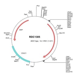 R&D Systems™ Human IL-13 R alpha 1 (NP_001551) VersaClone cDNA