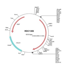 R&D Systems&trade;&nbsp;Mouse CEACAM-2 (NP_001106839) VersaClone cDNA