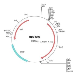 R&D Systems™ Mouse IFN-gamma R1/CD119 (NP_034641) VersaClone cDNA