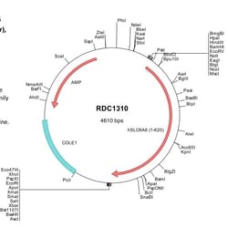 R&D Systems™ Human TauT/SLC6A6 (NP_003034) VersaClone cDNA