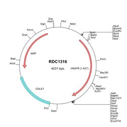 R&D Systems&trade;&nbsp;Human NGFR/TNFRSF16 (NP_002498) VersaClone cDNA