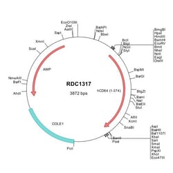 R&D Systems&trade;&nbsp;Human Fc gamma RI/CD64 (NP_000557) VersaClone cDNA