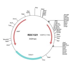 R&D Systems™ Human CD27 Ligand/TNFSF7 (NP_001243) VersaClone cDNA