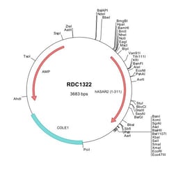 R&D Systems™ Human ASGR2 (NP_001172) VersaClone cDNA