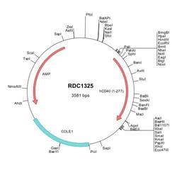 R&D Systems&trade;&nbsp;Human CD40/TNFRSF5 (NP_001241) VersaClone cDNA