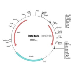 R&D Systems&trade;&nbsp;Mouse CD27 Ligand/TNFSF7 (NP_035747) VersaClone cDNA