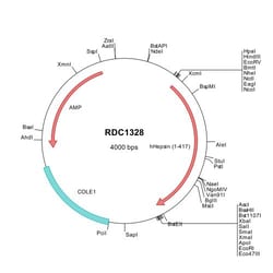R&D Systems&trade;&nbsp;Human Hepsin (NP_002142) VersaClone cDNA