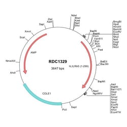 R&D Systems&trade;&nbsp;Human LILRA5/CD85f (NP_067073) VersaClone cDNA