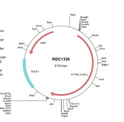 R&D Systems&trade;&nbsp;Human TfR2 (NP_003218) VersaClone cDNA
