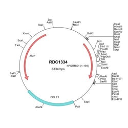 R D Systems Human PGRMC1 (NP_006658) VersaClone cDNA 10 &mu;g | Buy Online | R&amp;D Systems&trade; | Fisher Scientific