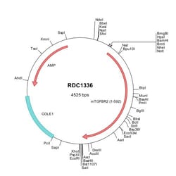 R&D Systems™ Mouse TGF-beta RII (NP_033397) VersaClone cDNA