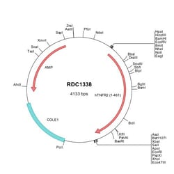 R D Systems Human TNF RII/TNFRSF1B (AAA36755) VersaClone cDNA 10&mu;g,