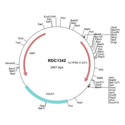 R&D Systems&trade;&nbsp;Human LYPD8 (NP_001078943) VersaClone cDNA