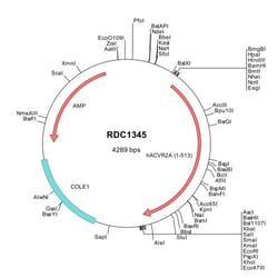 R&D Systems™ Human Activin RIIA (NP_001607) VersaClone cDNA