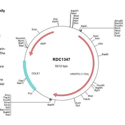 R&D Systems&trade;&nbsp;Human Relaxin R2 (NP_570718) VersaClone cDNA