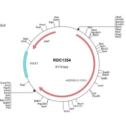 R&D Systems™ Mouse CD163 (NP_444324) VersaClone cDNA