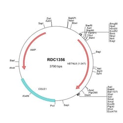 R&D Systems™ Human BTNL8 (NP_079126) VersaClone cDNA