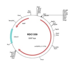 R&D Systems™ Mouse IGSF9 (NP_291086) VersaClone cDNA