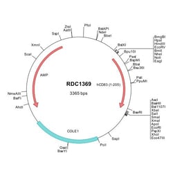 R&D Systems™ Human CD83 (NP_004224) VersaClone cDNA