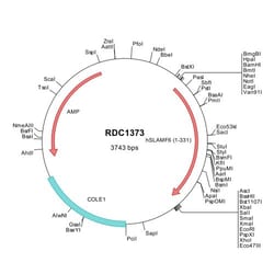 R&D Systems&trade;&nbsp;Human NTB-A/SLAMF6 (NP_443163) VersaClone cDNA
