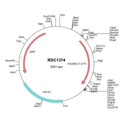 R&D Systems&trade;&nbsp;Mouse ICAM-2/CD102 (NP_034624) VersaClone cDNA