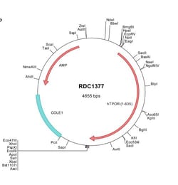 R D Systems Human Thrombopoietin R/Tpo R (NP_005364) VersaClone cDNA 10 &mu;g | Buy Online | R&amp;D Systems&trade; | Fisher Scientific