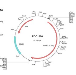 R&D Systems&trade;&nbsp;Mouse LRP-3 (NP_001019878) VersaClone cDNA