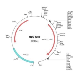 R&D Systems&trade;&nbsp;Mouse CD72 (NP_031680) VersaClone cDNA