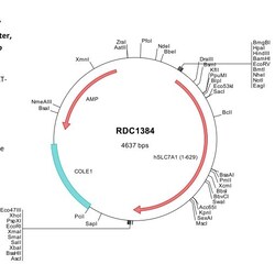 R&D Systems&trade;&nbsp;Human CAT1/SLC7A1 (NP_003036) VersaClone cDNA