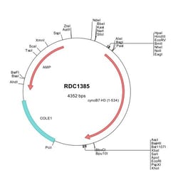 R&D Systems™ Cynomolgus Monkey B7-H3 (XP_005560056) VersaClone cDNA