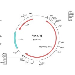 R D Systems Human EphA10 (NP_001092909) VersaClone cDNA 10 &mu;g | Buy Online | R&amp;D Systems&trade; | Fisher Scientific