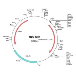 R&D Systems&trade;&nbsp;Cynomolgus Monkey Fc gamma RIIB/CD32b (NP_001271060) cDNA