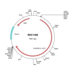 R&D Systems&trade;&nbsp;Human IGSF9B (NP_001264214) VersaClone cDNA