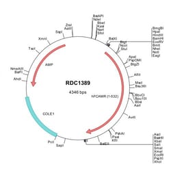 R&D Systems™ Human Fc alpha/mu R (AAL51154) VersaClone cDNA