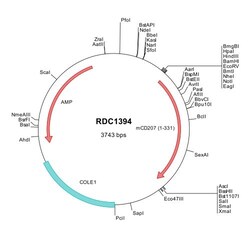 R&D Systems&trade;&nbsp;Mouse Langerin/CD207 (NP_659192) VersaClone cDNA