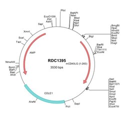 R&D Systems&trade;&nbsp;Mouse CD40 Ligand/TNFSF5 (NP_035746) VersaClone cDNA