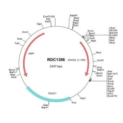 R&D Systems&trade;&nbsp;Rat OX40 Ligand/TNFSF4 (NP_446004) VersaClone cDNA