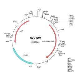 R&D Systems&trade;&nbsp;Mouse IL-3R alpha/CD123 (NP_032395) VersaClone cDNA