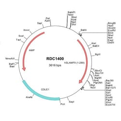 R D Systems Human CD2F-10/SLAMF9 (NP_254273) VersaClone cDNA 10 &mu;g | Buy Online | R&amp;D Systems&trade; | Fisher Scientific
