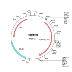 R&D Systems&trade;&nbsp;Mouse LRP-11 (NP_766372) VersaClone cDNA