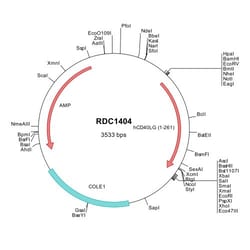 R&D Systems™ Human CD40 Ligand/TNFSF5 (NP_000065) VersaClone cDNA