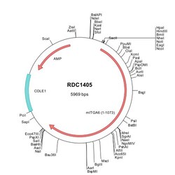 R&D Systems&trade;&nbsp;Mouse Integrin alpha 6/CD49f (NP_032423) VersaClone cDNA