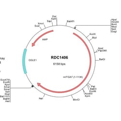 R&D Systems™ Mouse Integrin alpha 7 (NP_032424) VersaClone cDNA