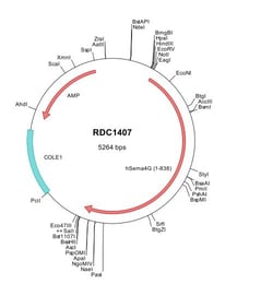 R&D Systems™ Human Semaphorin 4G (AAH51030) VersaClone cDNA