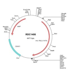 R&D Systems&trade;&nbsp;Mouse IL-1Rrp2/IL-1R6 (NP_573456) VersaClone cDNA