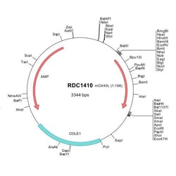 R&D Systems&trade;&nbsp;Mouse OX40 Ligand/TNFSF4 (NP_033478) VersaClone cDNA