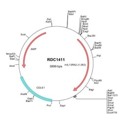 R D Systems Mouse IL-13 R alpha 2 (NP_032382) VersaClone cDNA 10 &mu;g | Buy Online | R&amp;D Systems&trade; | Fisher Scientific